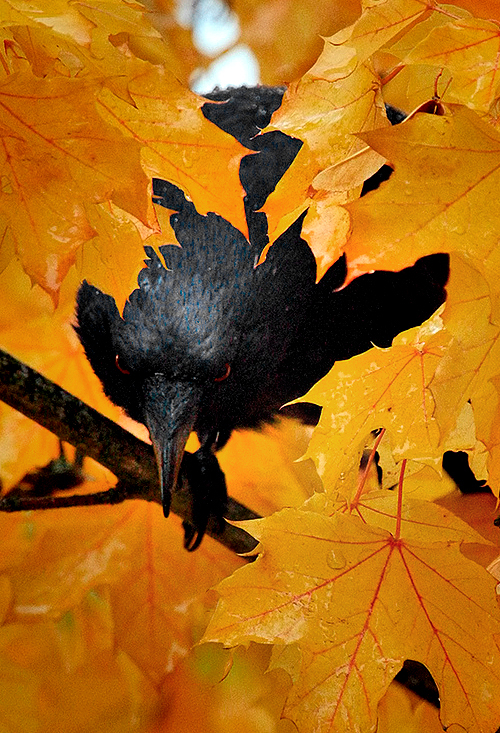 【枯葉】秋の動物画像を貼っていく_549755813887