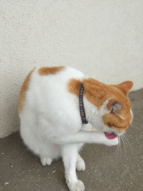 江ノ島行ってきたから猫とか神社とか適当にはってく_268435455